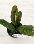 Anthurium superbum Variegata