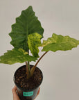 Alocasia Portora Variegata - SALE