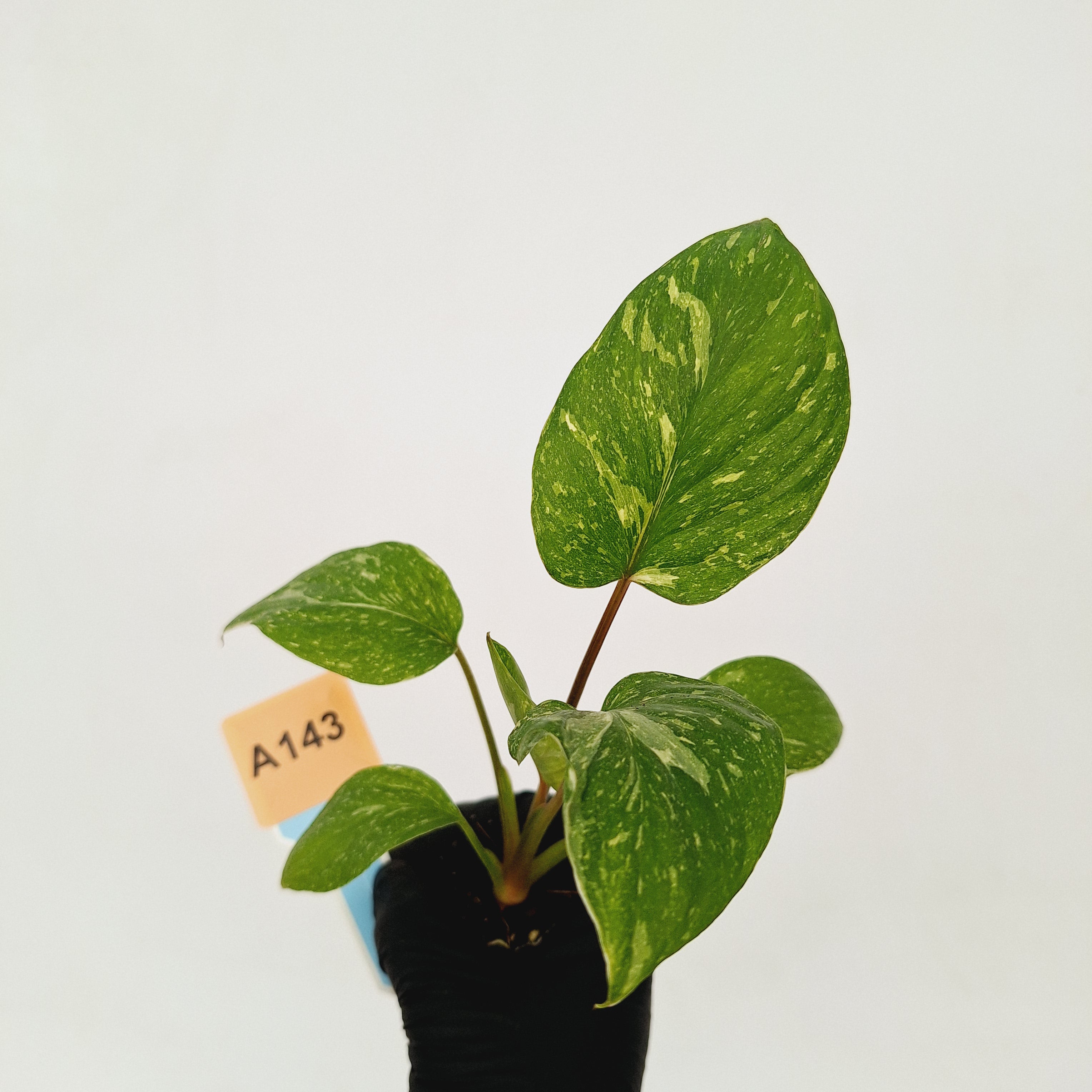 Homalomena rubescens Variegata &#39; White Spots&#39; - Bare Bottom Baby