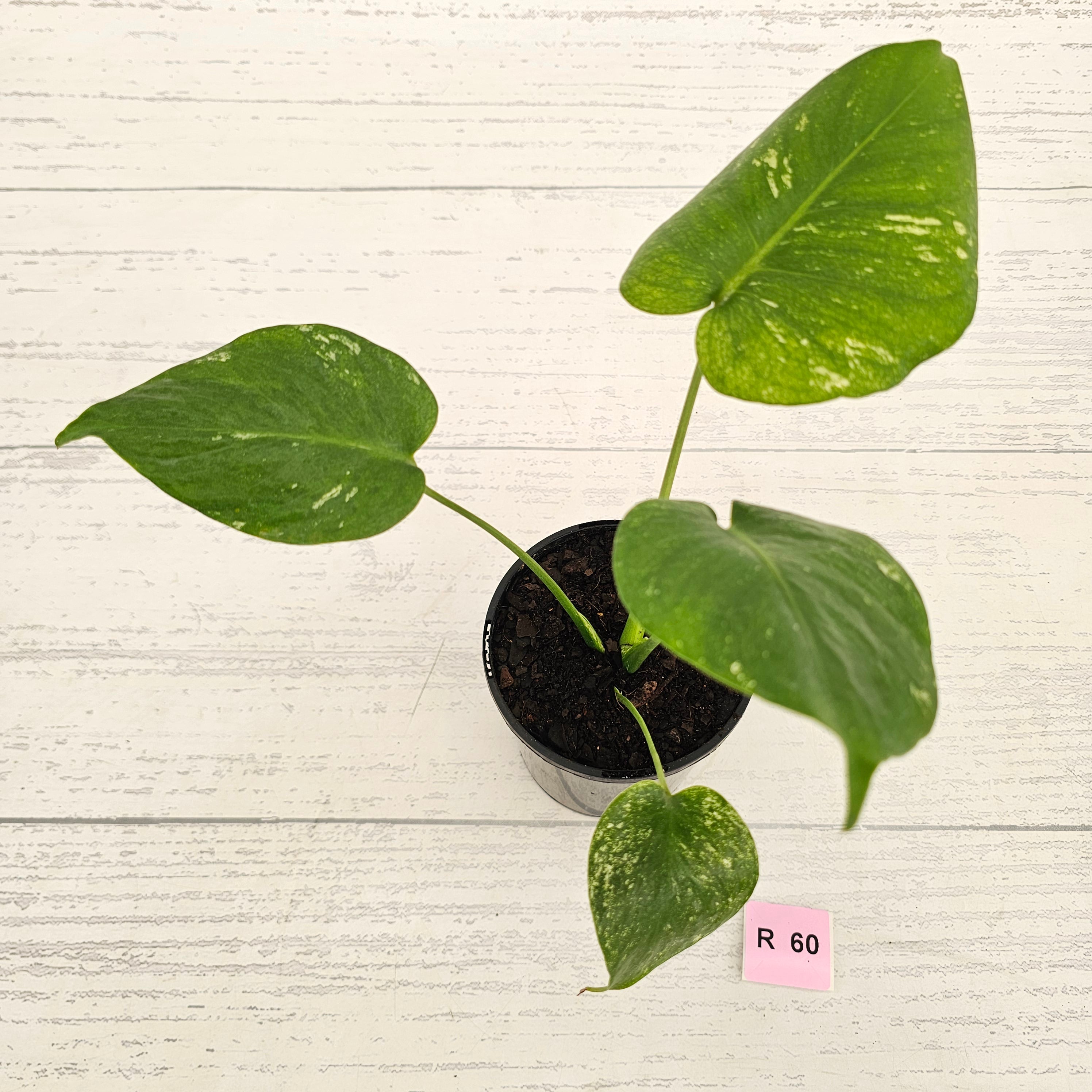 Monstera Deliciosa 'Mint' - SALE