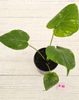 Monstera Deliciosa 'Mint' - SALE