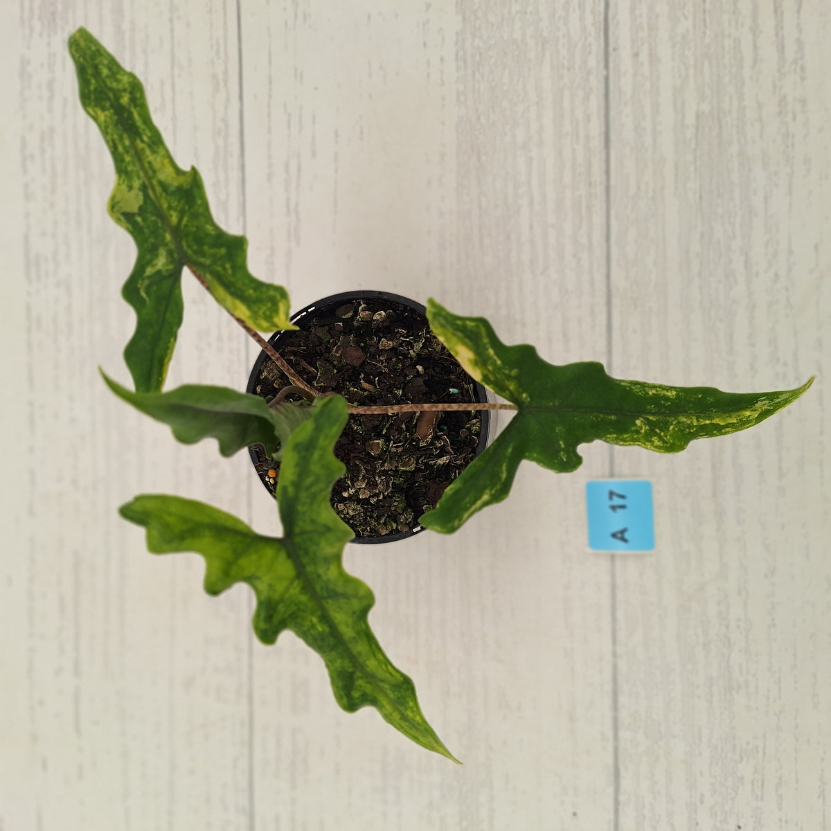 Alocasia sp. ‘Sabrina’ Aurea