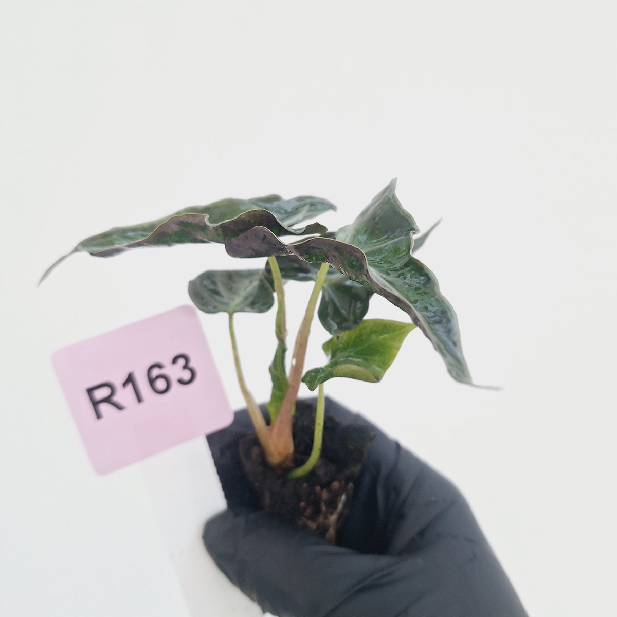 Alocasia ‘Loco’- Bare Bottom Baby - SALE