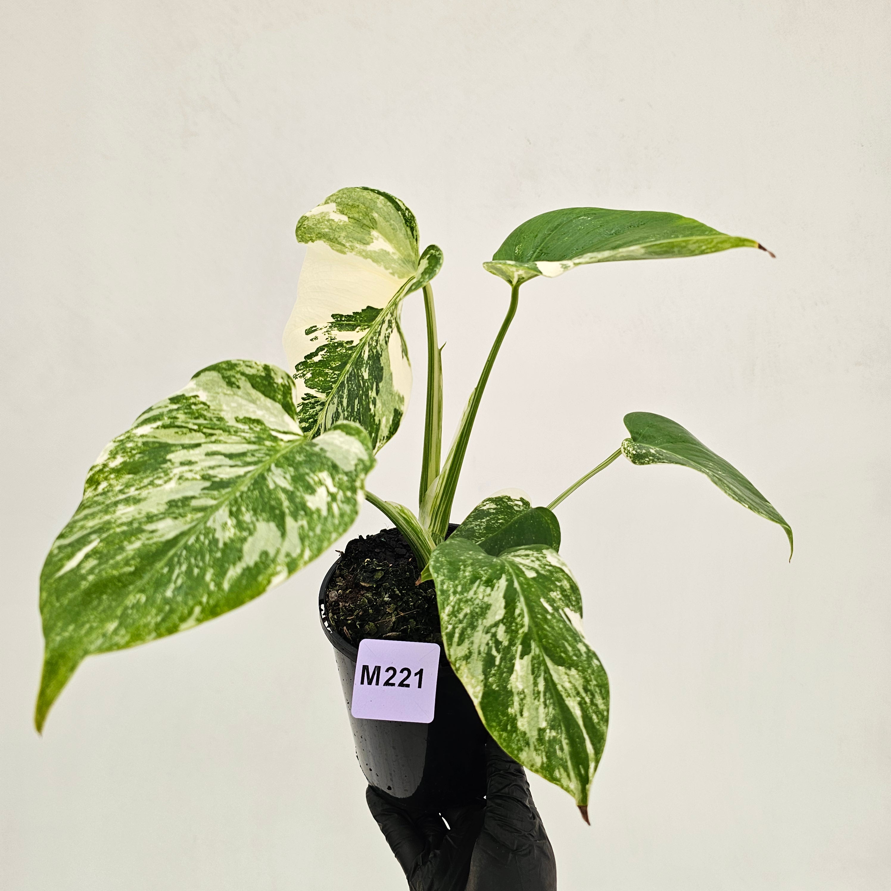 Monstera borsigiana 'Albo'