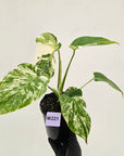 Monstera borsigiana 'Albo'