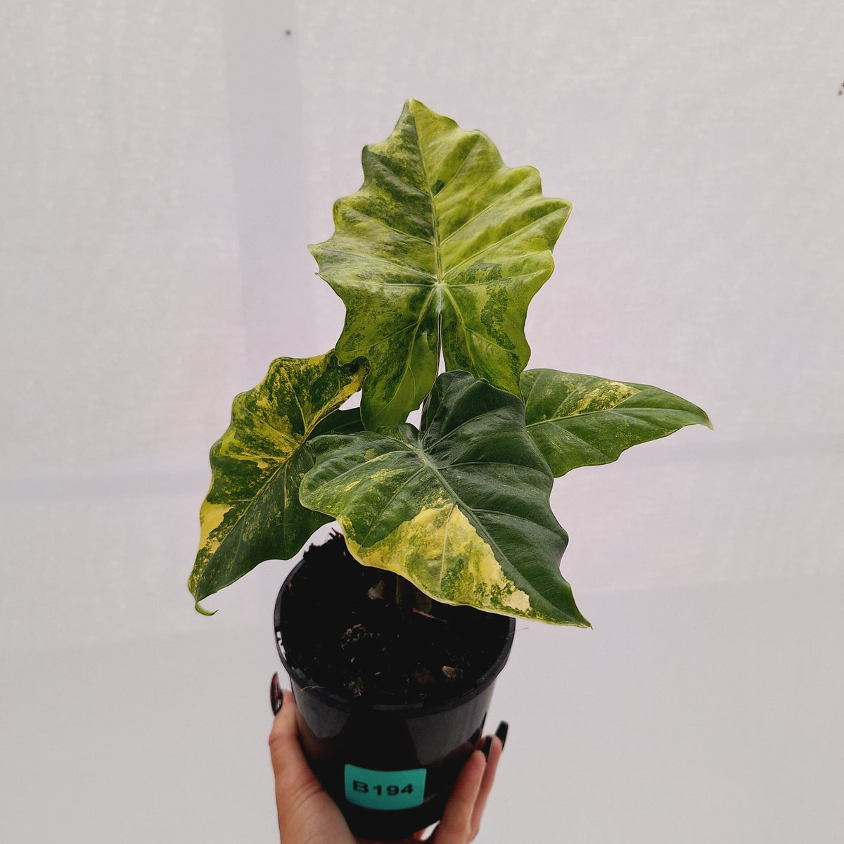Alocasia Portora Variegata - SALE