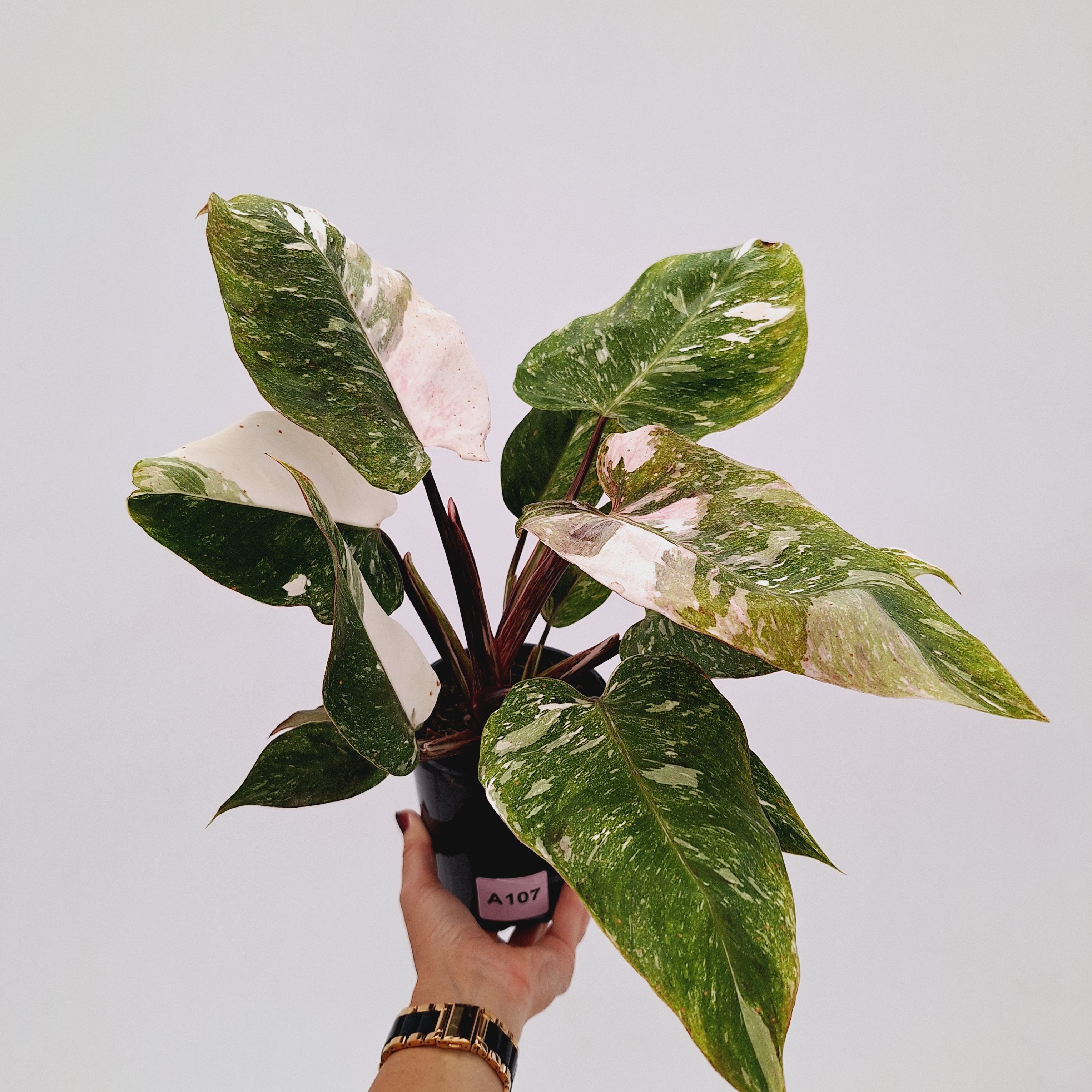 Philodendron 'Pink Princess Galaxy Marble' Sport