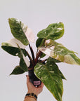 Philodendron 'Pink Princess Galaxy Marble' Sport