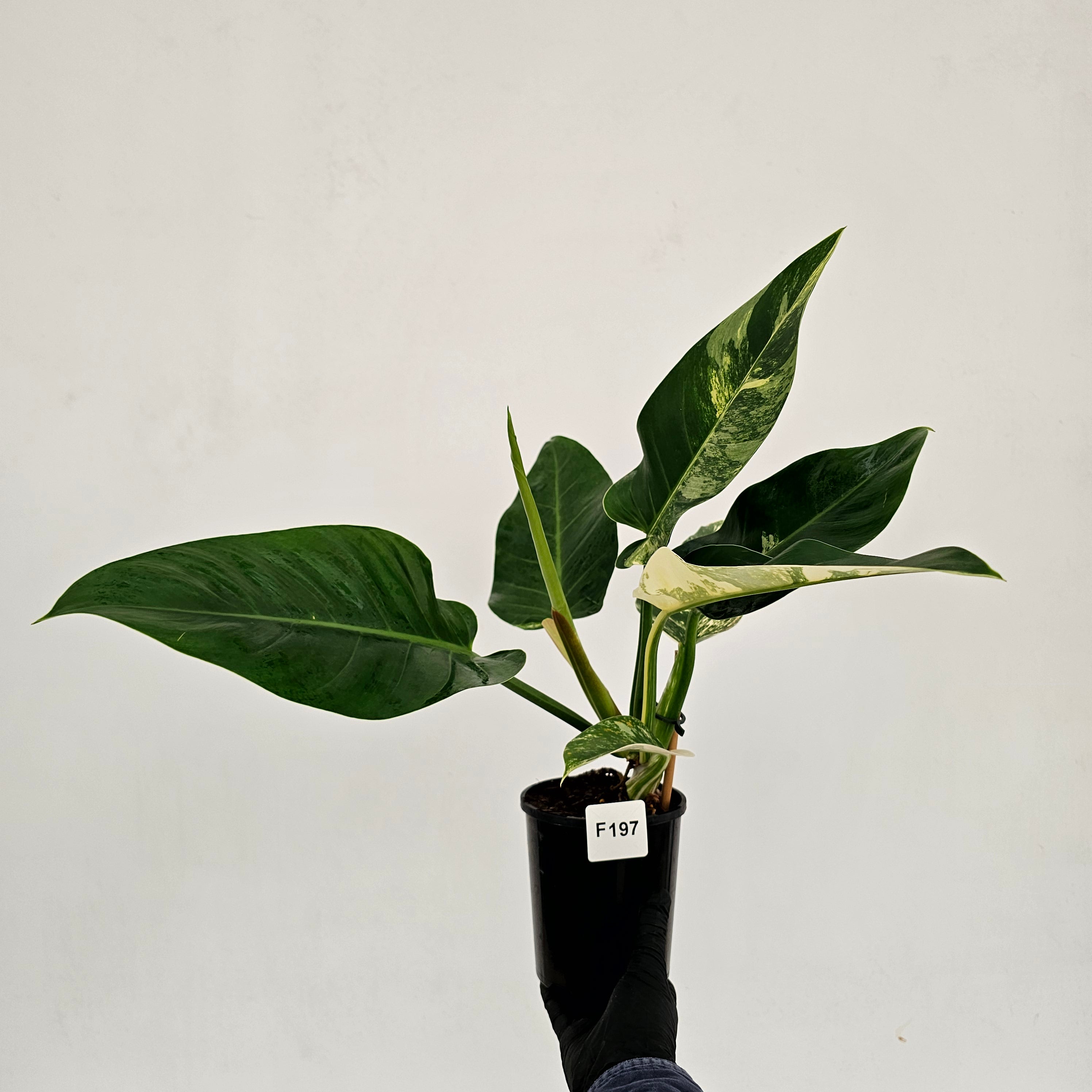Philodendron imperial green variegata