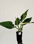 Philodendron imperial green variegata