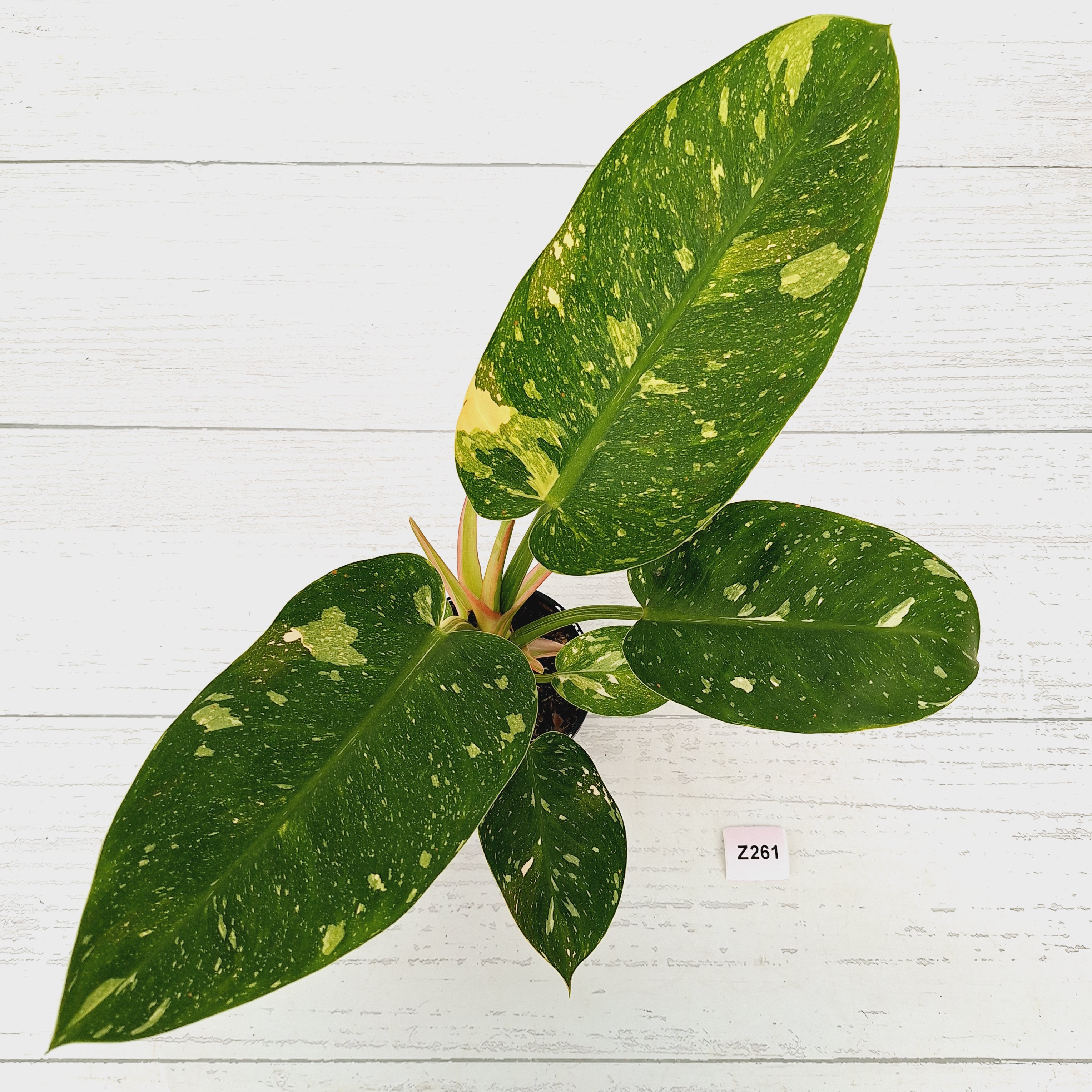 Philodendron Green Congo Variegata (Nuclear)