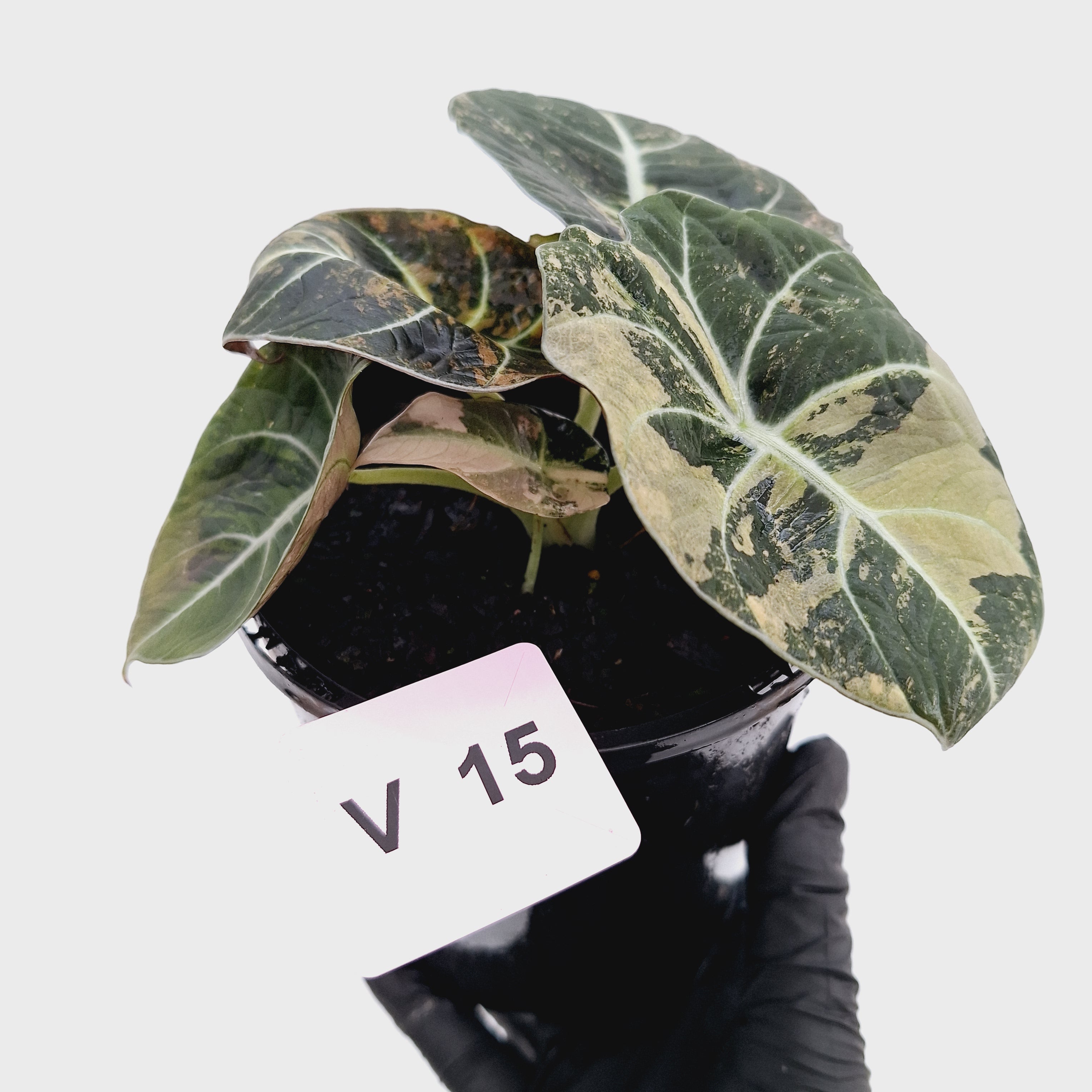 Alocasia reginula 'Black Velvet variegata'