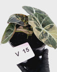Alocasia reginula 'Black Velvet variegata'