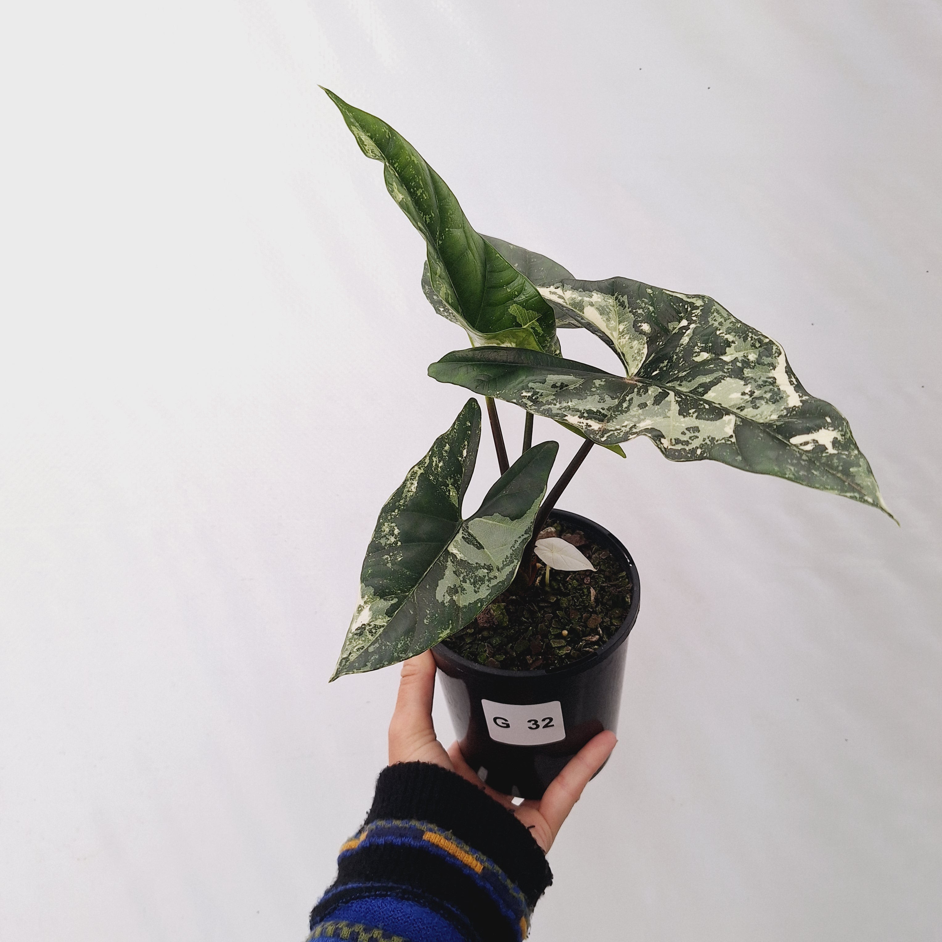 Alocasia ‘Simpo Albo’ Variegata - SALE