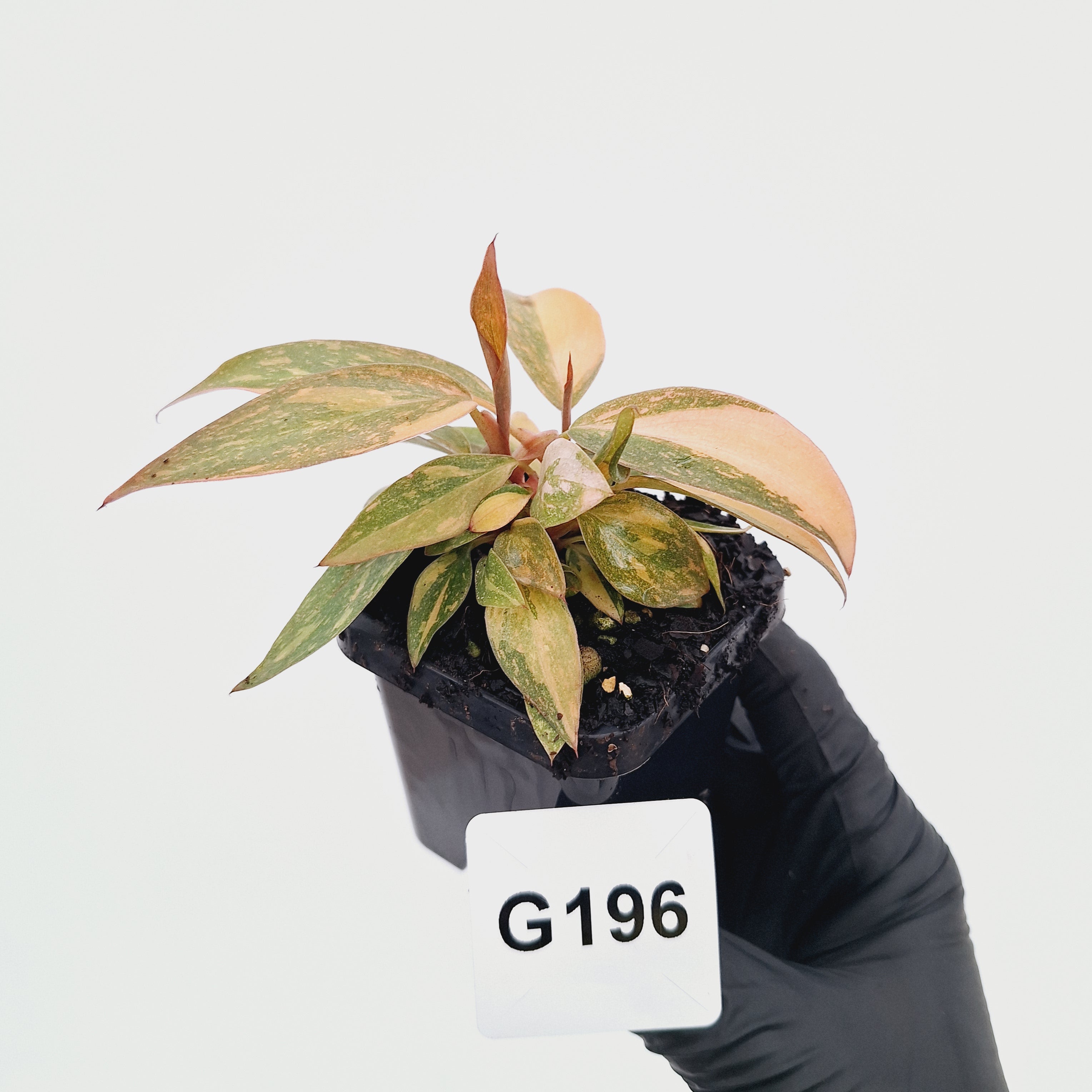 Philodendron 'Orange Princess'