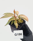 Philodendron 'Orange Princess'