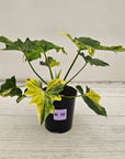 Philodendron bipinnatifidum variegata - SALE