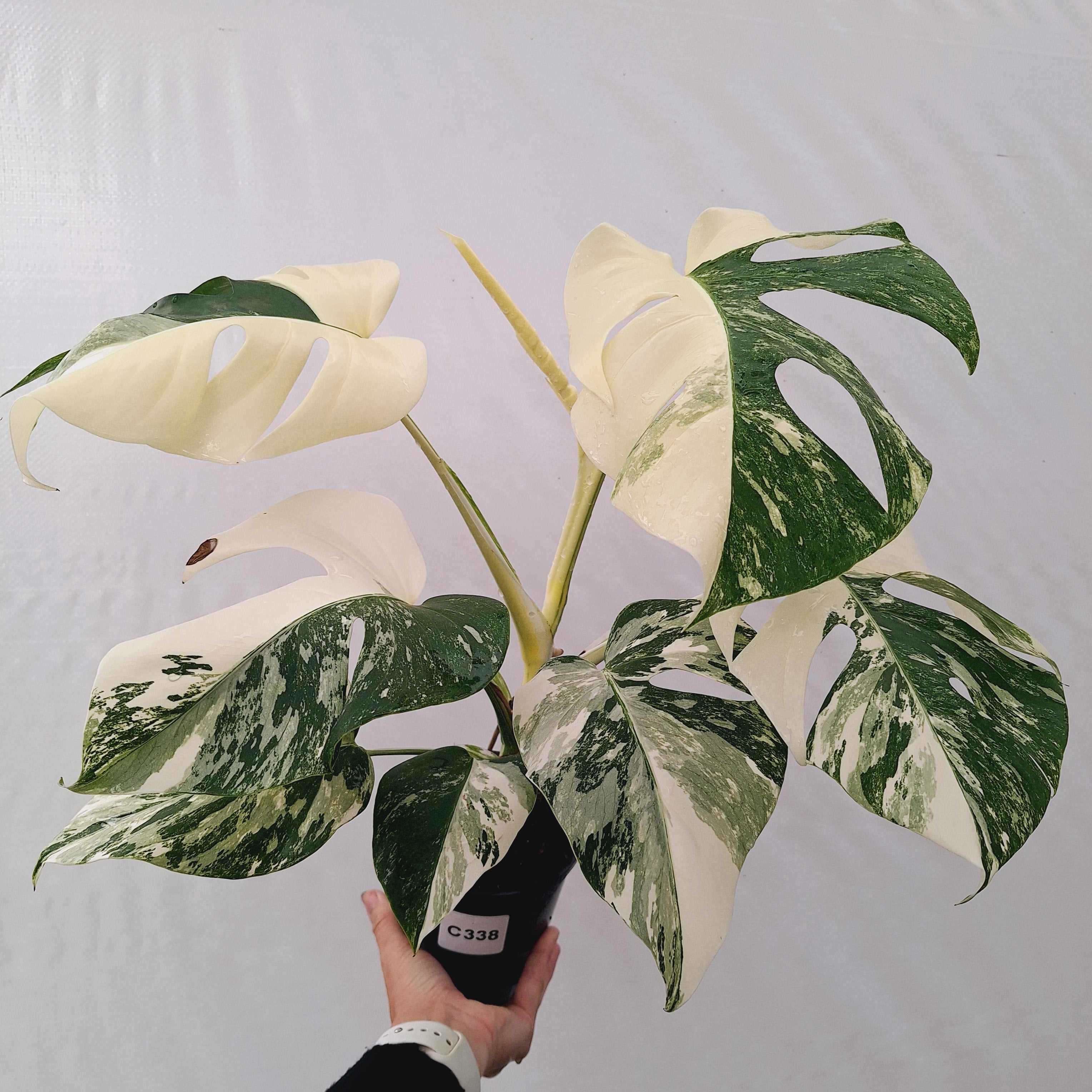 Monstera borsigiana 'Albo'