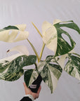 Monstera borsigiana 'Albo'