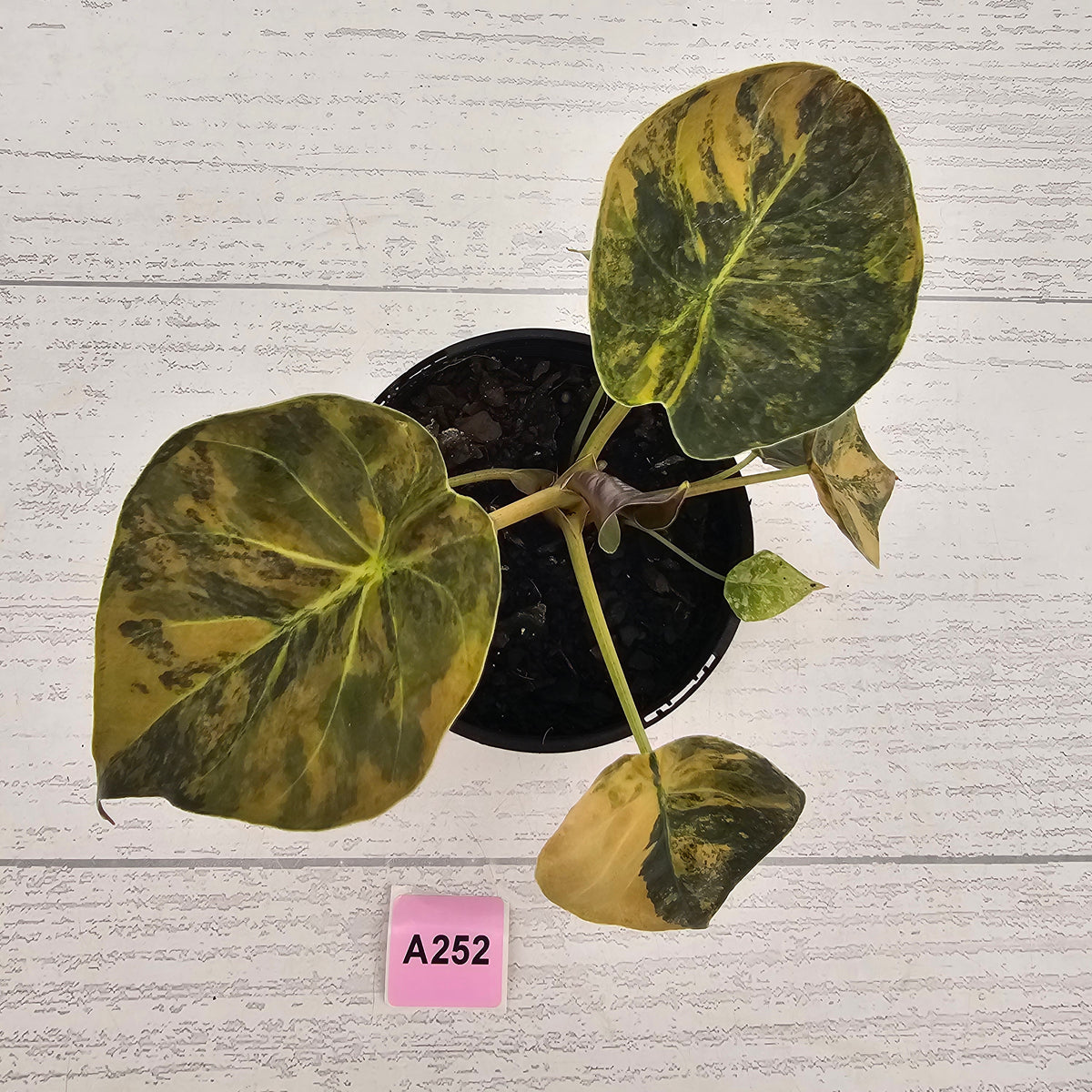 Alocasia ‘wentii’ Variegated - SALE
