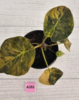 Alocasia ‘wentii’ Variegated - SALE