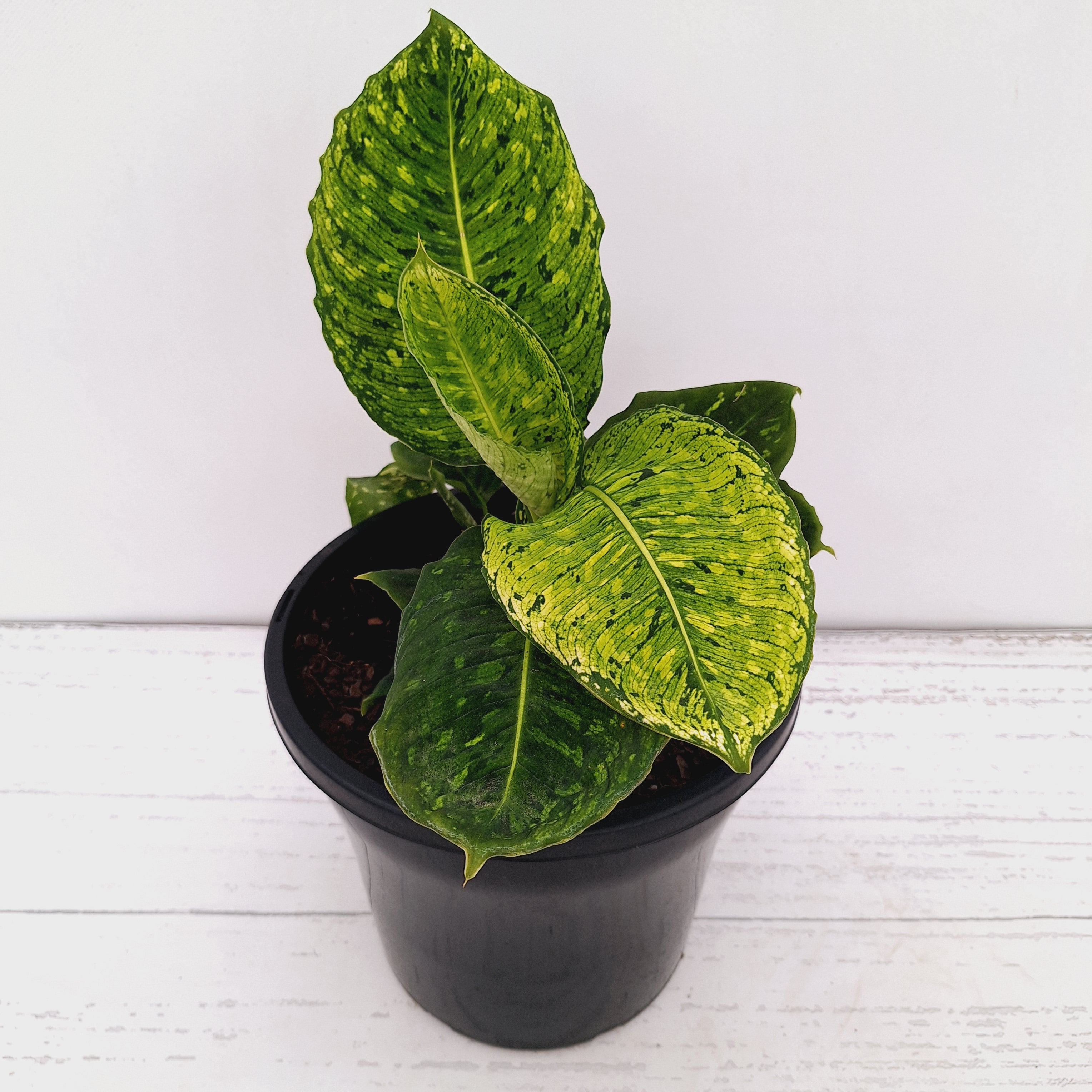 Dieffenbachia maculata 'Reflector' Variegata