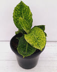 Dieffenbachia maculata 'Reflector' Variegata
