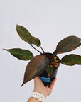 Philodendron 'Orange Princess'