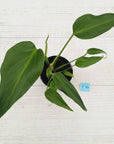 Monstera 'Burle Marx's Flame'