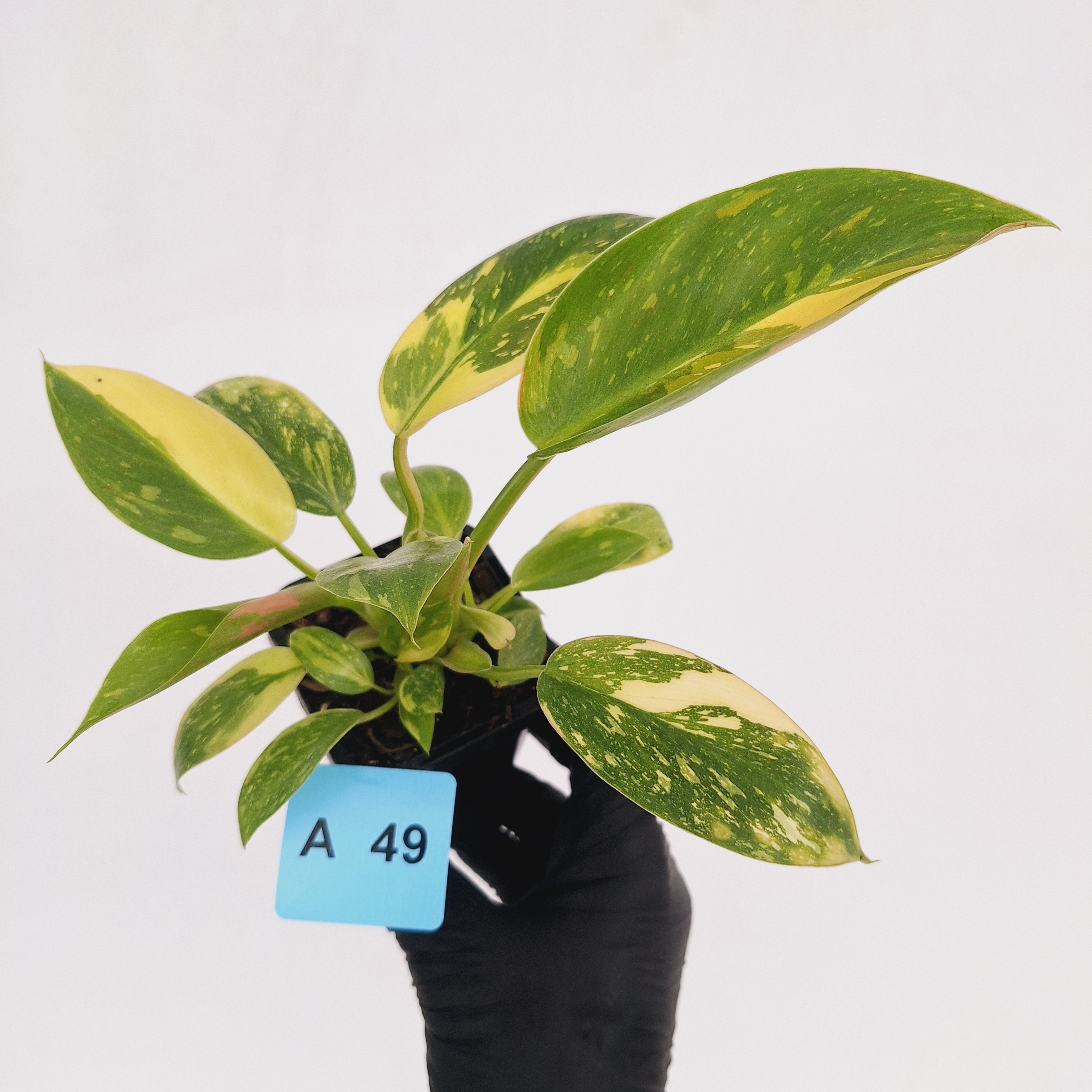 Philodendron Green Congo Variegata (Nuclear)