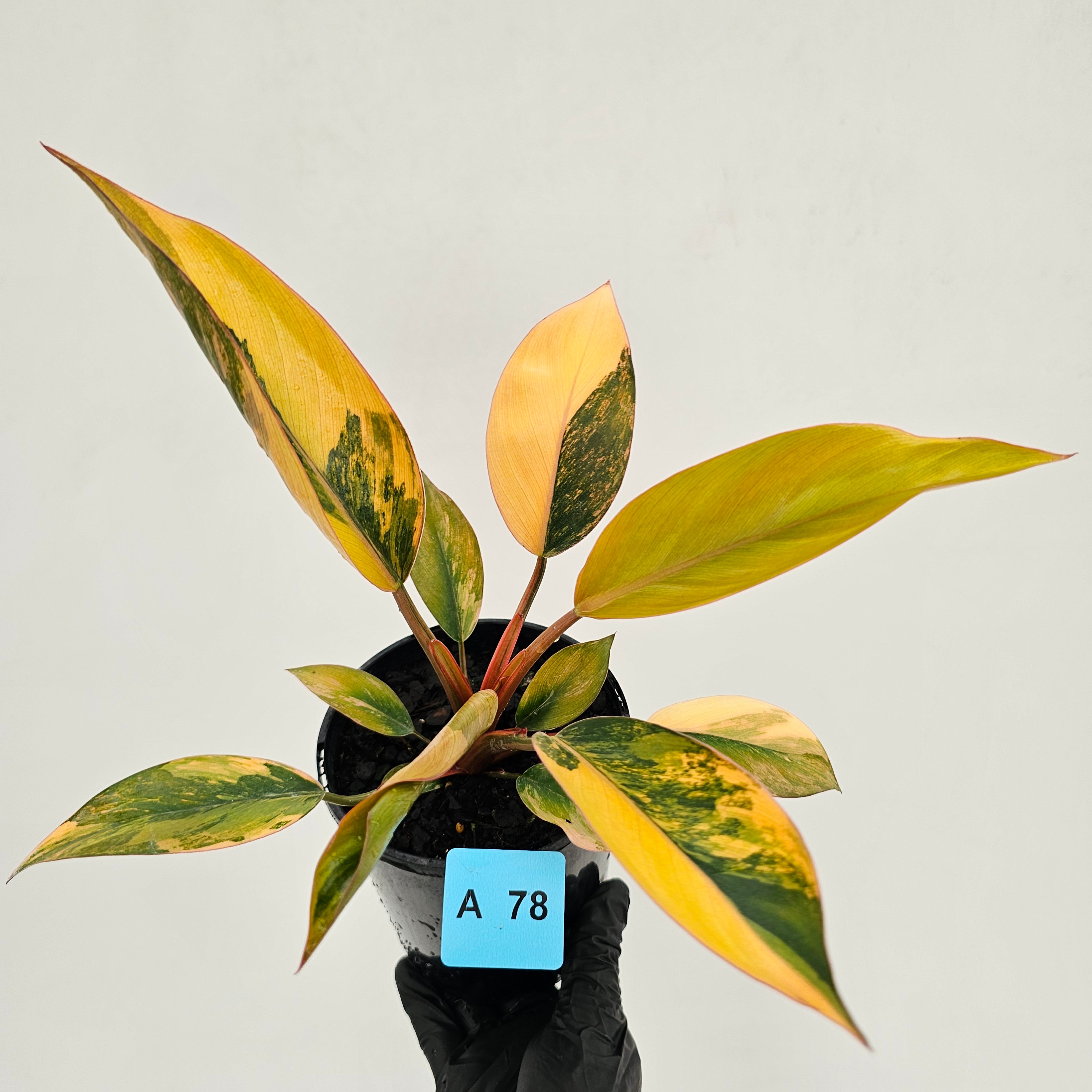 Philodendron 'Rojo Congo Variegated' 125mm