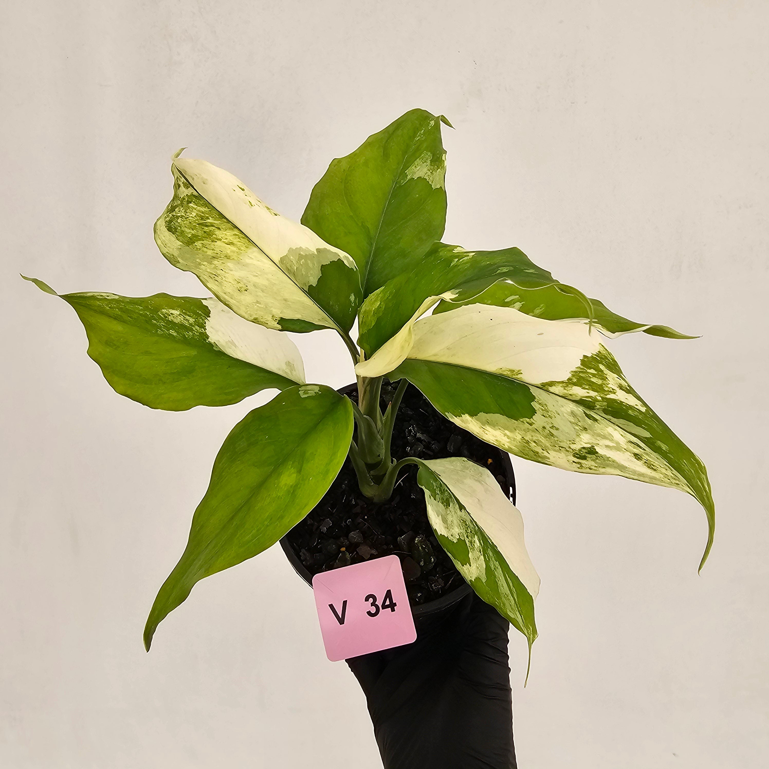 Aglaonema modestum variegata