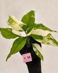 Aglaonema modestum variegata