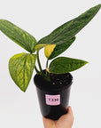 Monstera karstenianum 'Peru Variegata'
