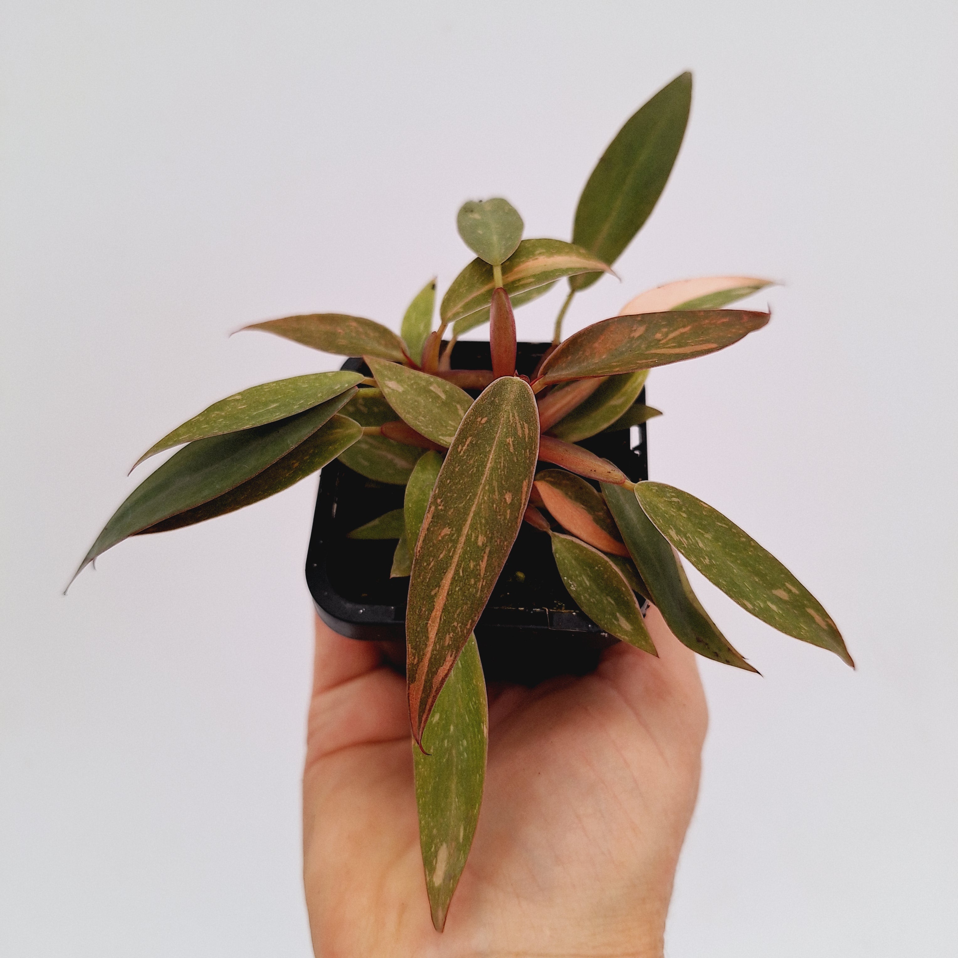 Philodendron &#39;Orange Princess&#39;