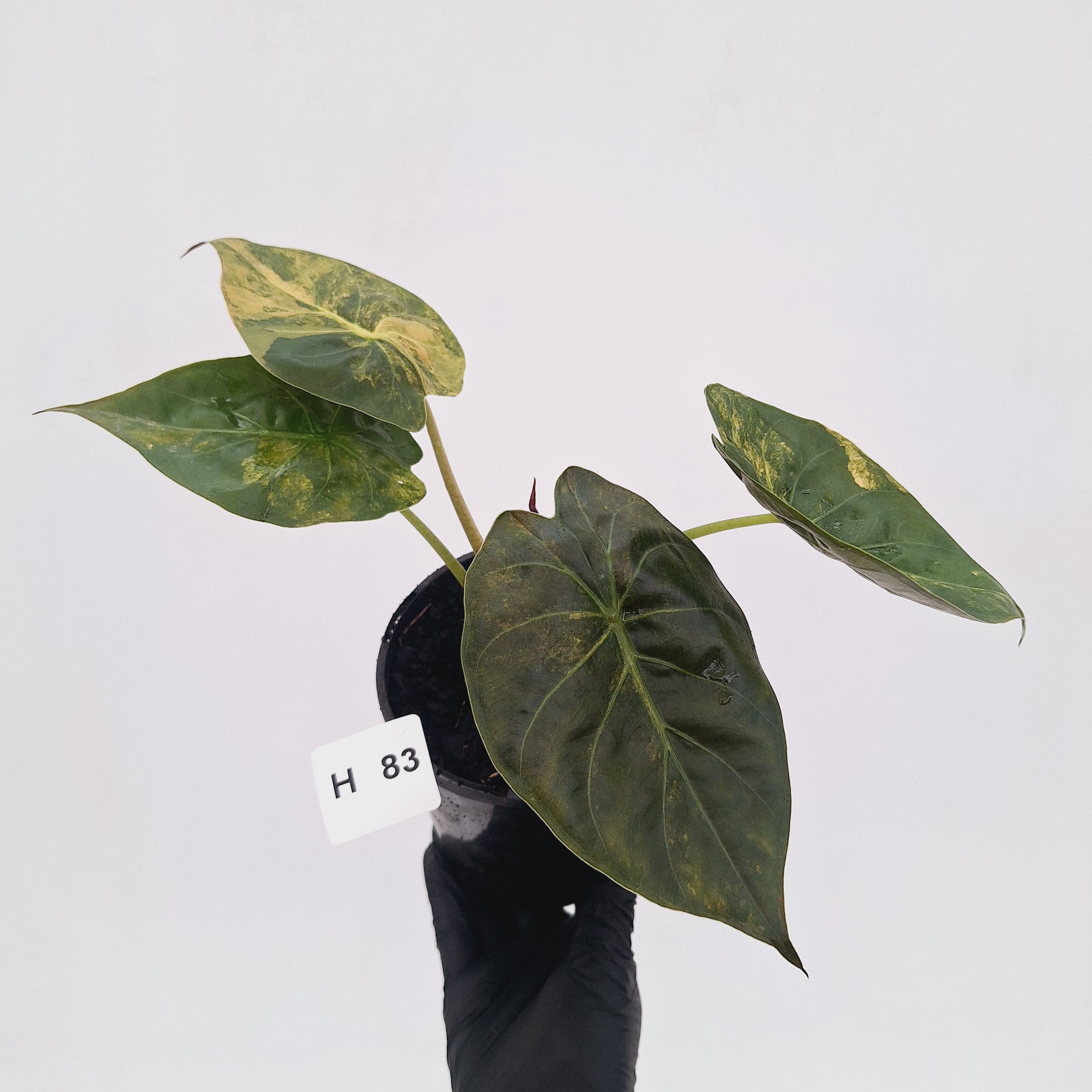 Alocasia ‘wentii’ Variegated