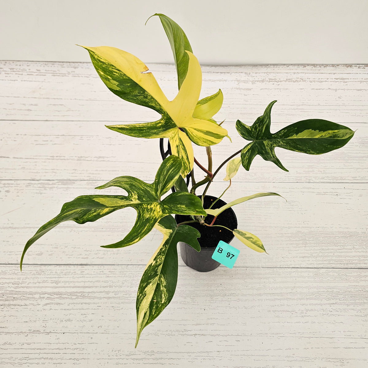 Philodendron pedatum 'Florida Beauty'
