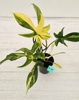 Philodendron pedatum 'Florida Beauty'