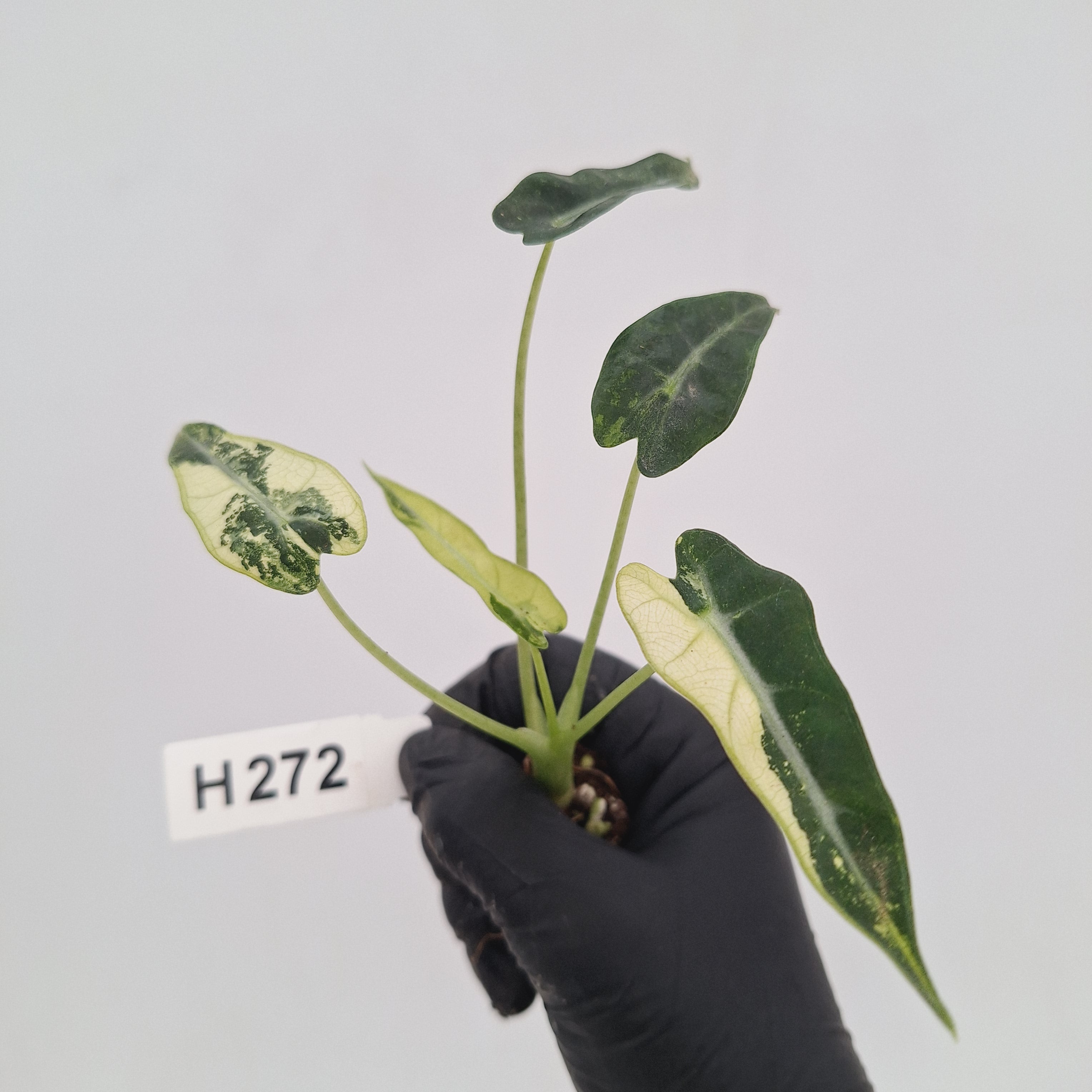 Alocasia Amazonica  bambino Variegata - Bare Bottom Baby - SALE