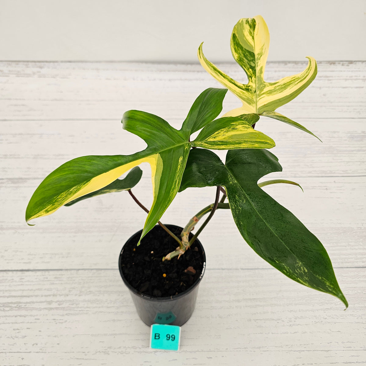 Philodendron pedatum 'Florida Beauty'