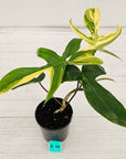 Philodendron pedatum 'Florida Beauty'