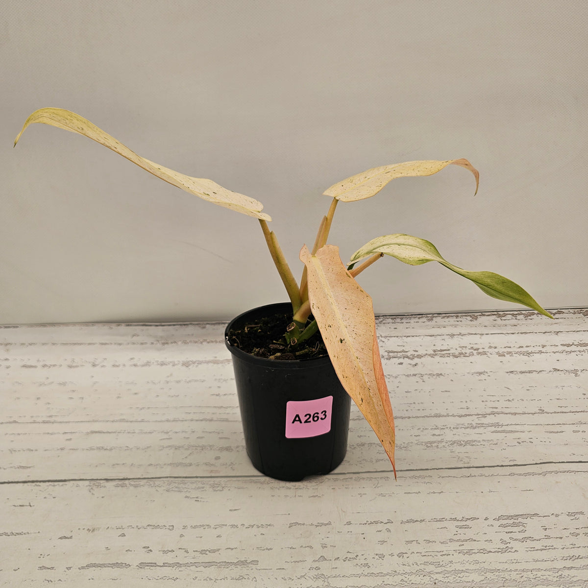 Philodendron  'Whipple Way' SALE