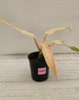 Philodendron  'Whipple Way' SALE