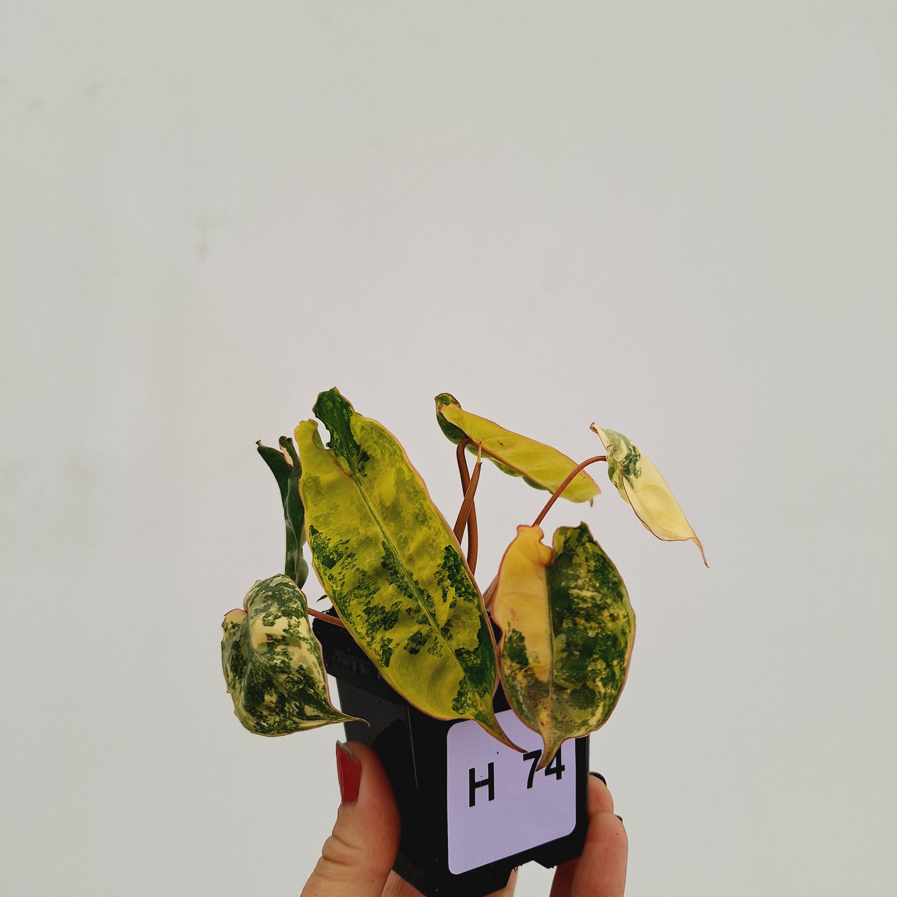 Philodendron billietiae Variegata