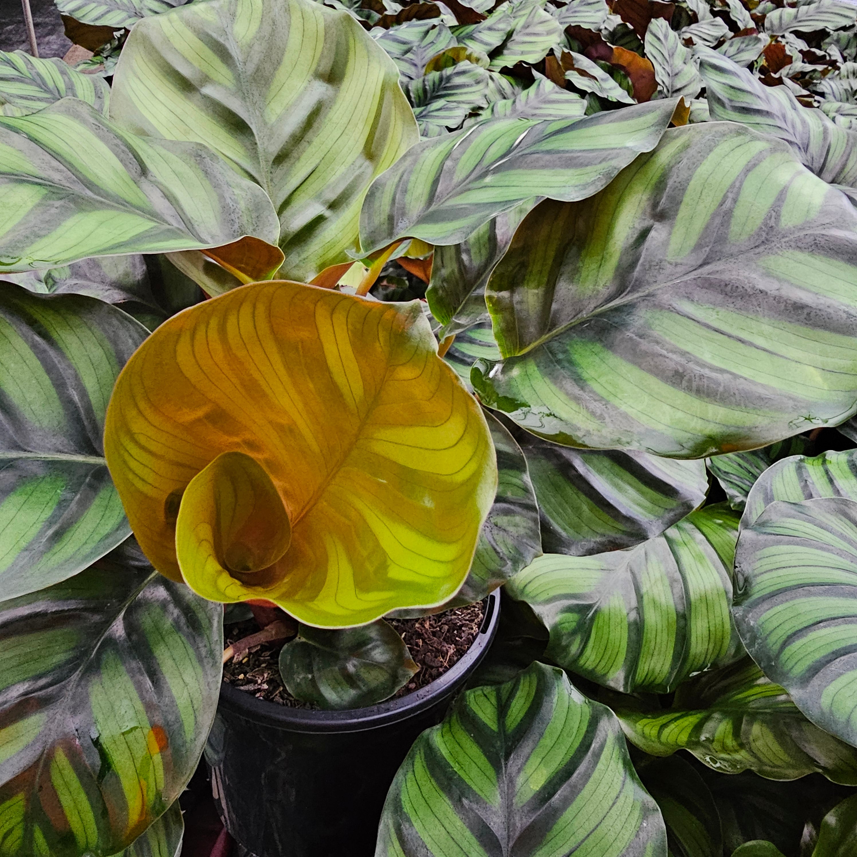 Calathea rotundifolia Fasciata