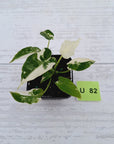 Alocasia Okinawa Silver