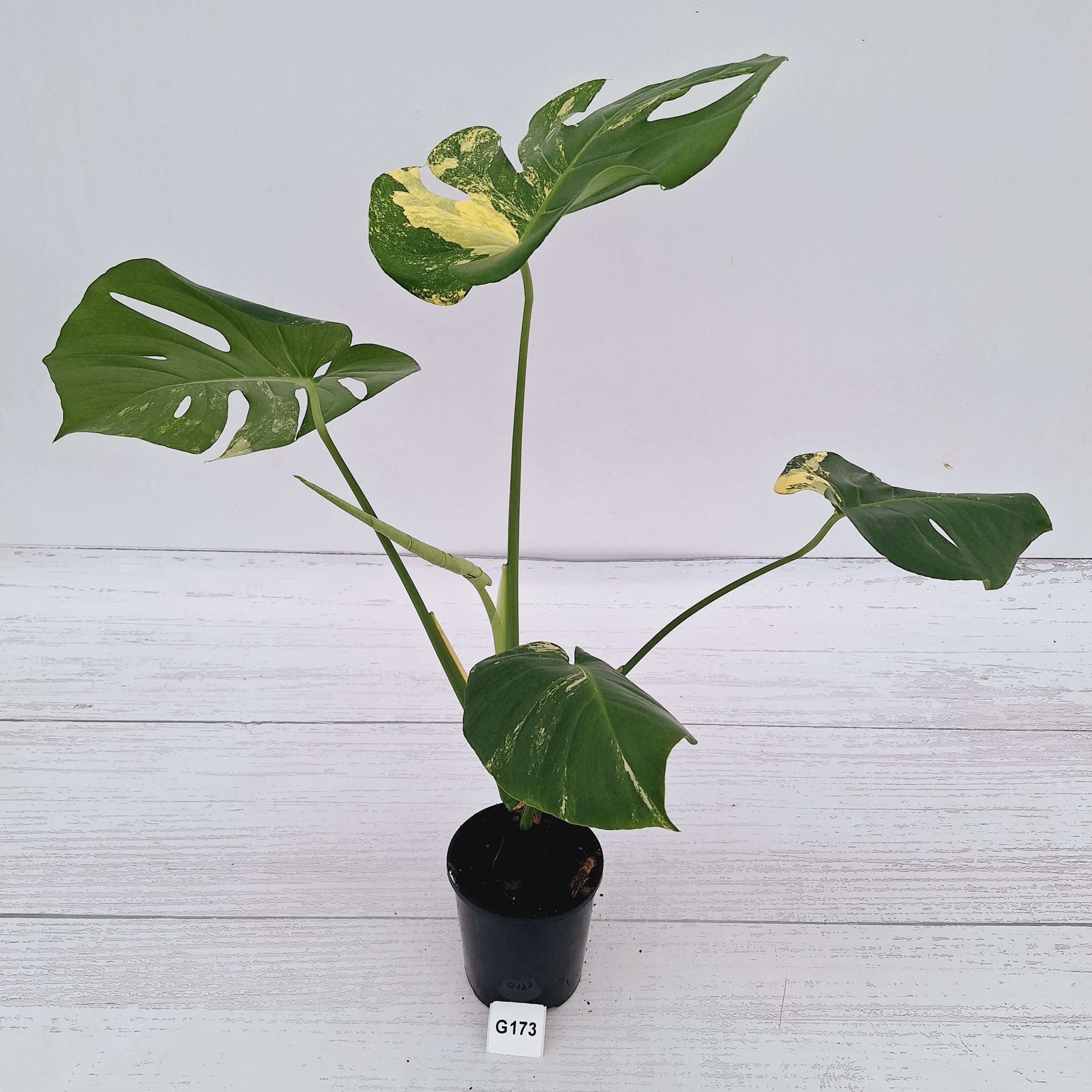 Monstera deliciosa Variegata