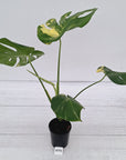 Monstera deliciosa Variegata