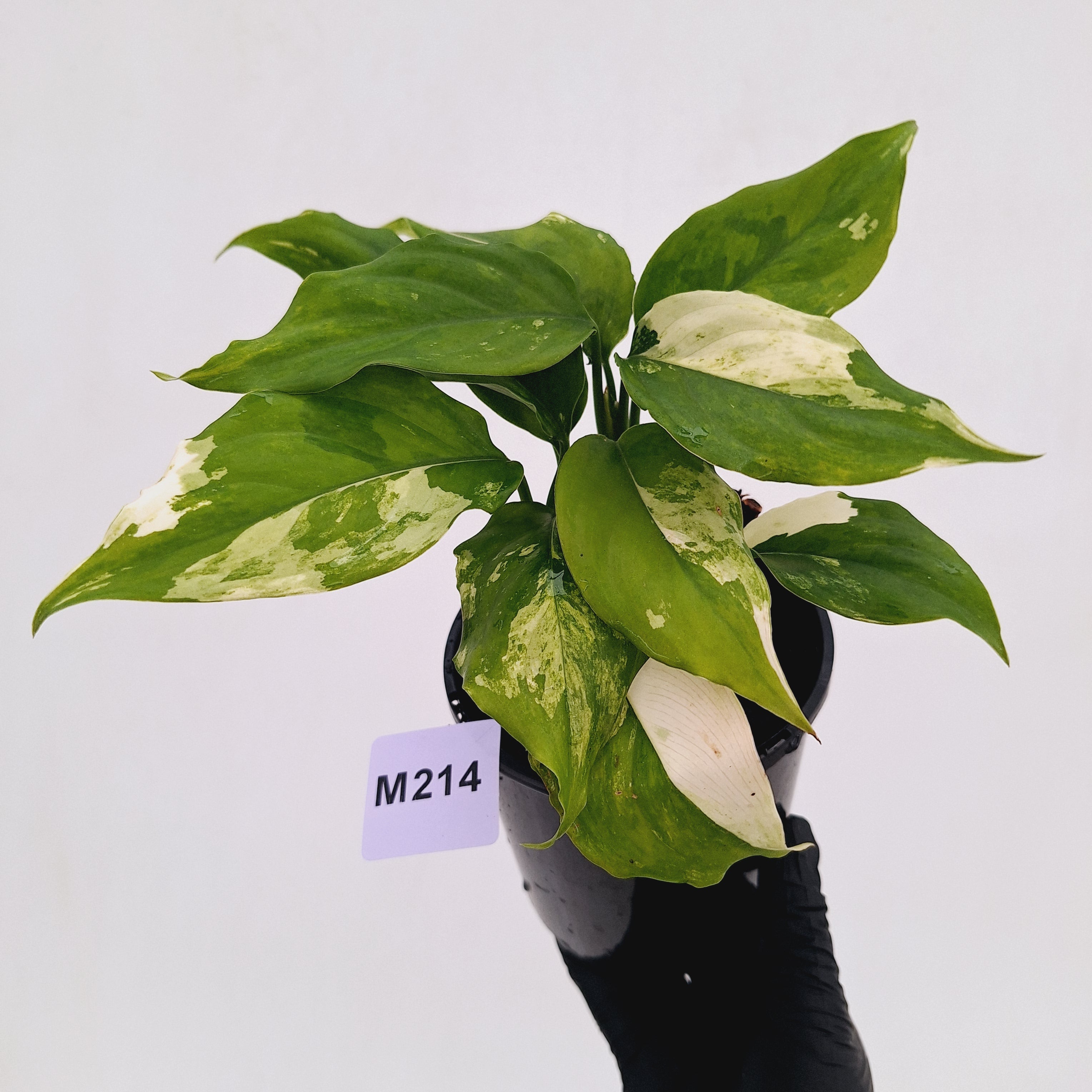 Aglaonema modestum variegata
