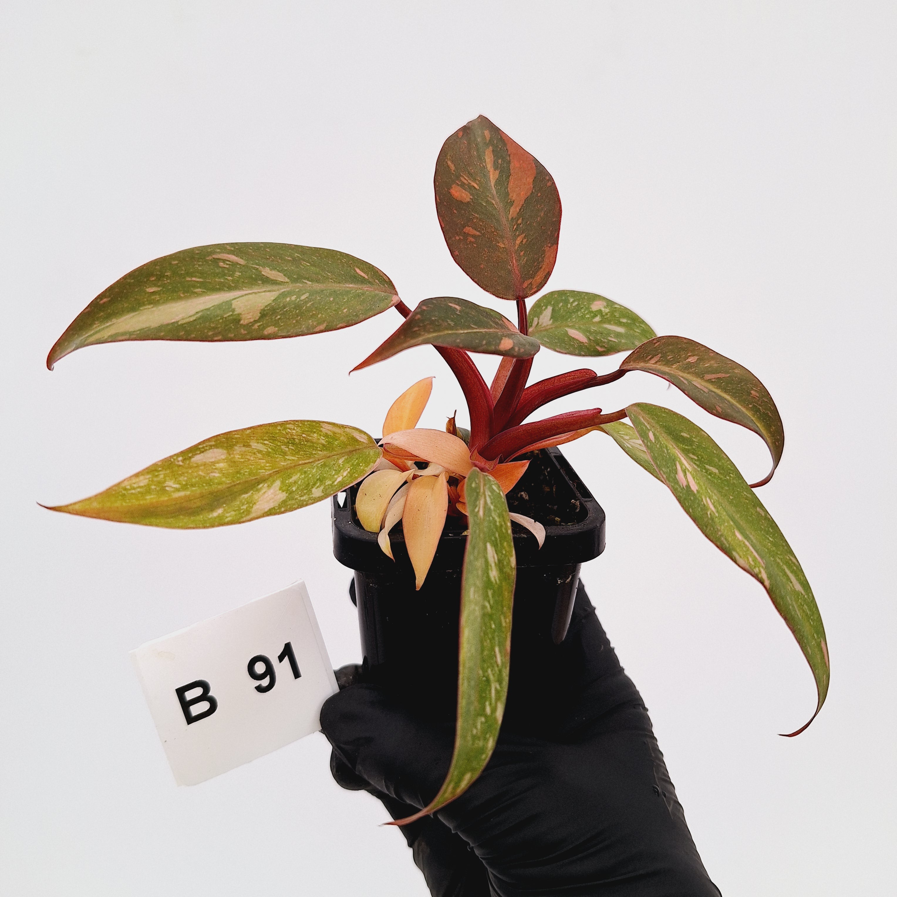 Philodendron 'Orange Princess'